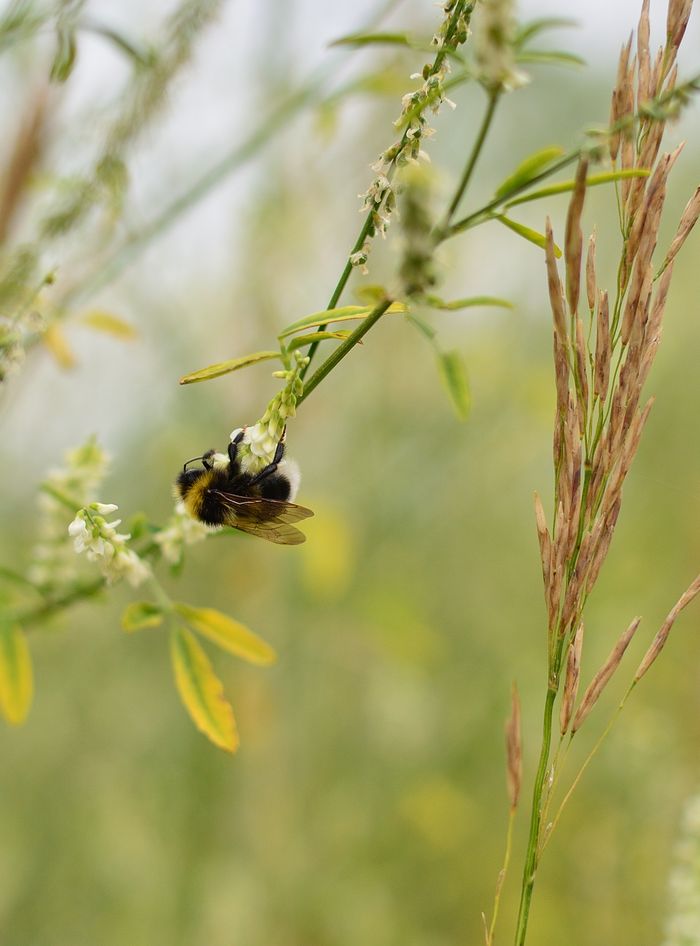 Close-up of a bumblebee pollinating flowers against a blurred natural background, capturing spring nature details.