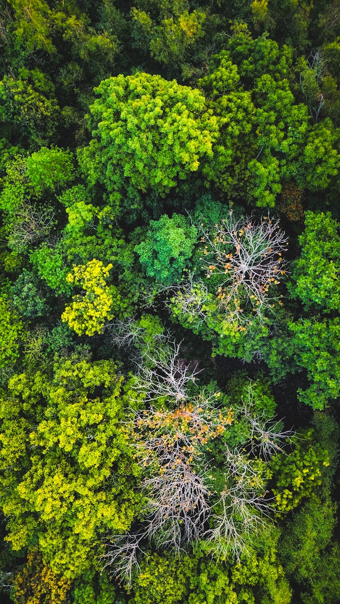 A vibrant aerial view of a dense forest with diverse tree foliage.