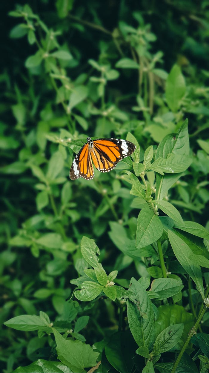 A majestic monarch butterfly perched on lush green leaves, showcasing its vivid orange and black wings.