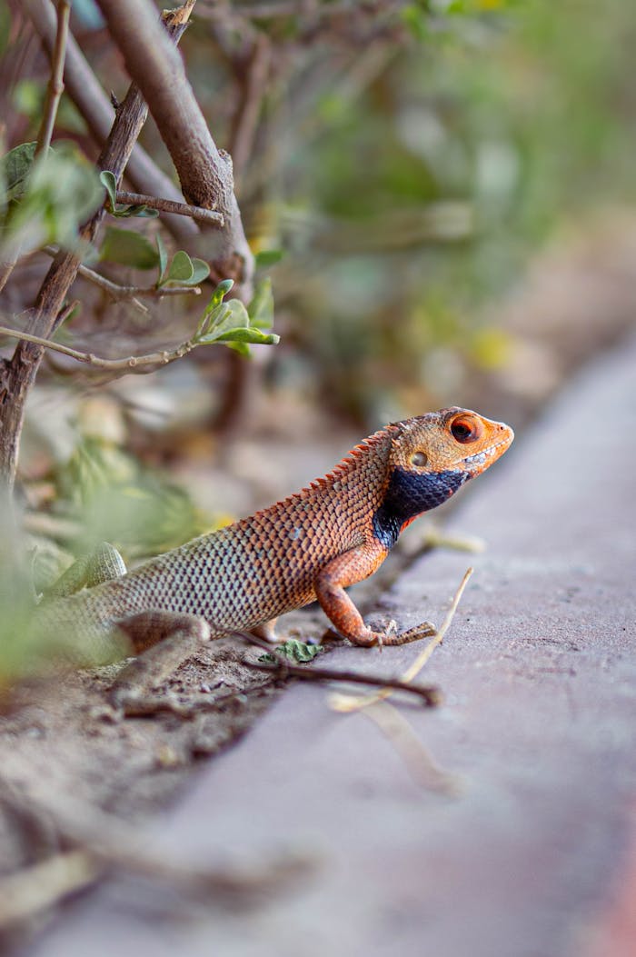 Close-up of an Agama lizard displaying vibrant colors in a natural setting.