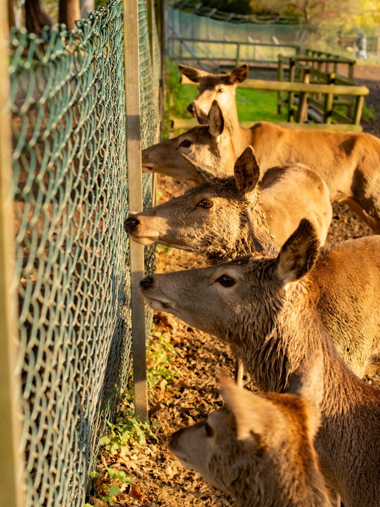 Group of deer curiously looking through a fence in Romford, captured in warm afternoon light.